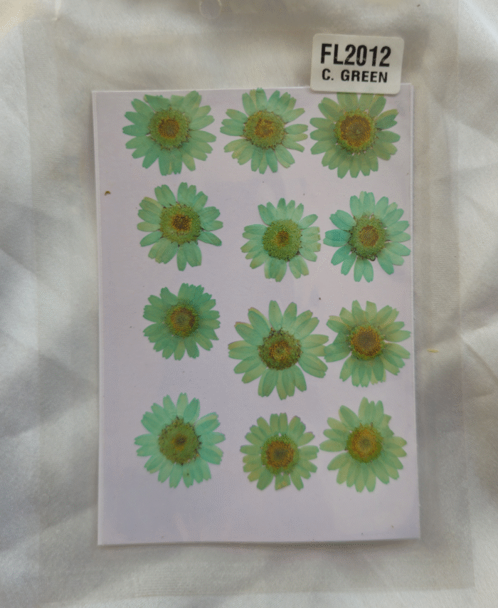 C Green Daisy Pressed Dry Flower - 12 in 1