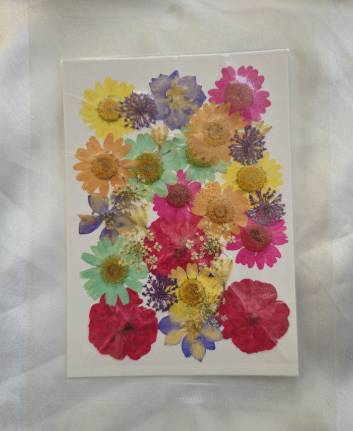 Mix Daisy Pressed Dry Flower - 24 in 1