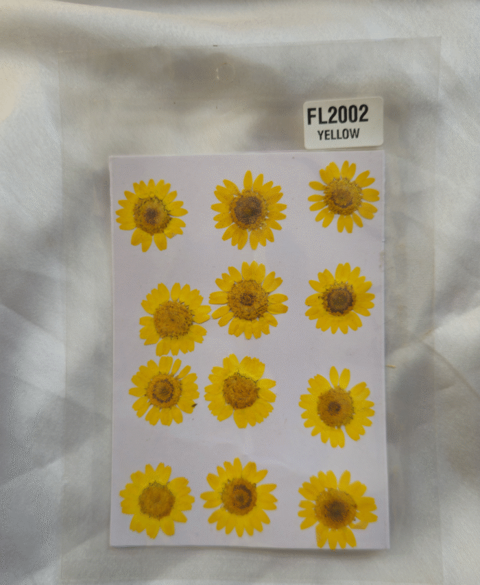 Yellow Daisy Pressed Dry Flower - 12 in 1