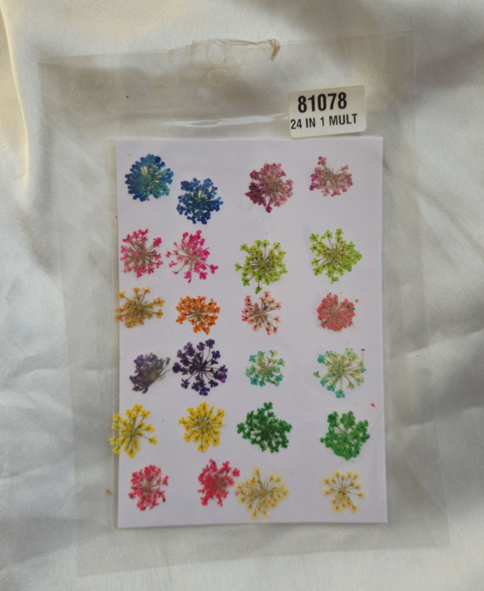 Mix Daisy Pressed Dry Flower - 24 in 1