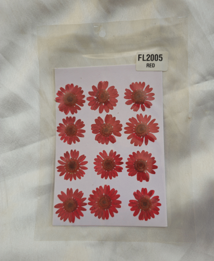 Red Daisy Pressed Dry Flower - 12 in 1