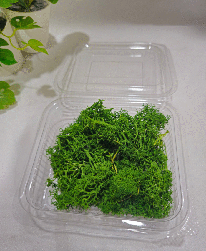 Dark Green Moss