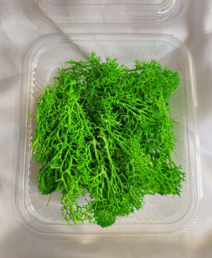 Dark Green Dry Grass Moss Box