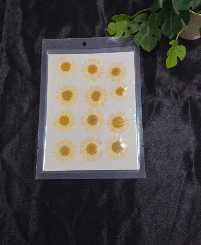 White Daisy Pressed Dry Flower - 12 in 1