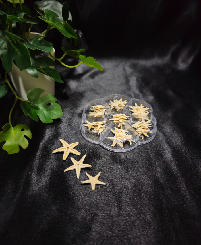 Natural mini starfish shells displayed in a round storage box on a black background for resin and craft use