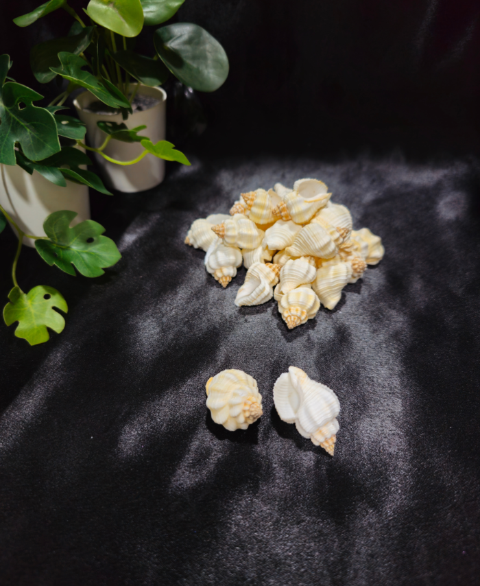 Natural decorative craft shells for resin art and DIY projects placed on a surface