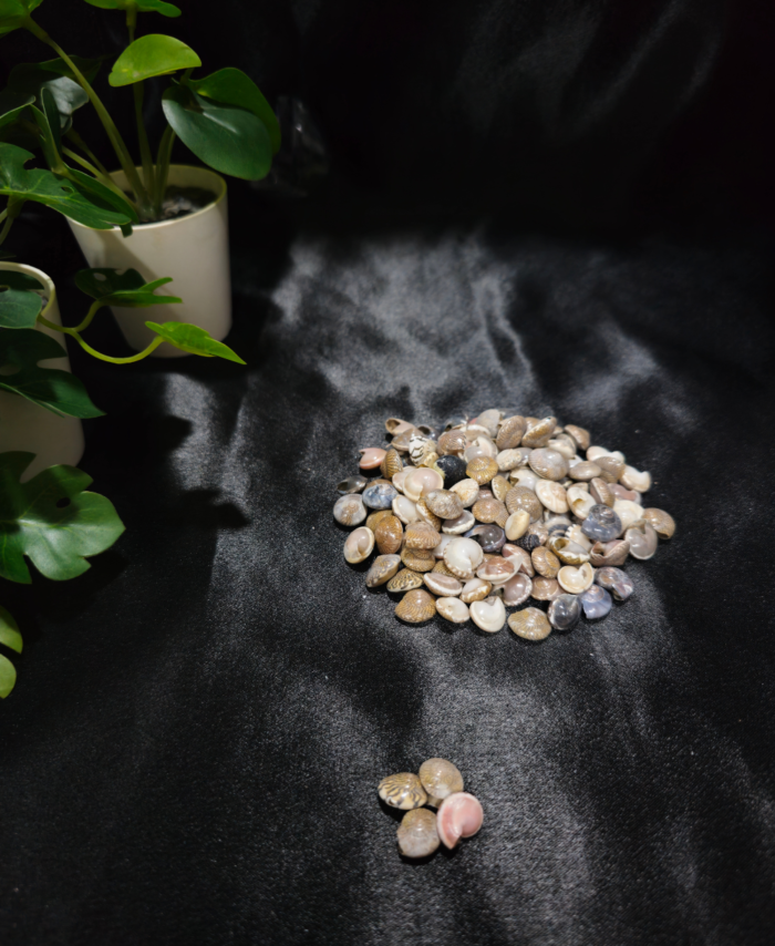 Natural decorative craft shells for resin art and DIY projects placed on a surface