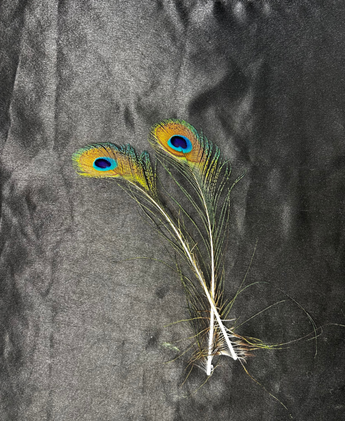 Natural organic Morepankha peacock feather for pooja and vastu